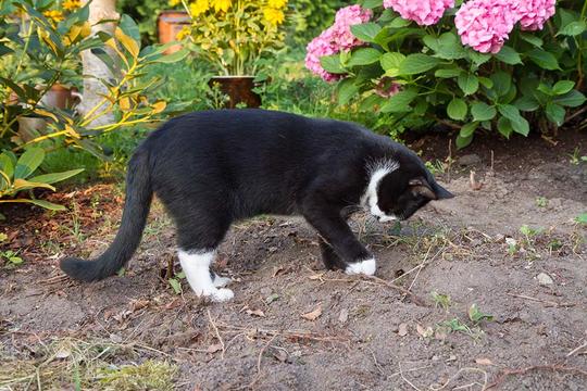 Svart katt som graver i et blomsterbed. 