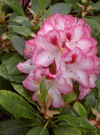 Rosa Rhododendron