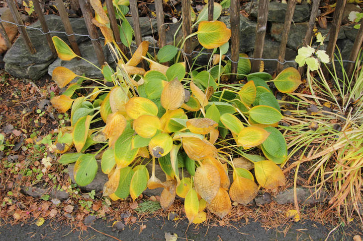 En stuade, hosta, visner ned og har gule blad om høsten.