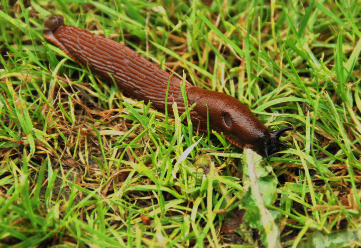 En brunskogsnegl som kryper i gresset. 