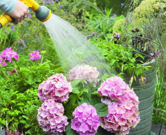En person vanner en hagehortensia med en vanningspistol.