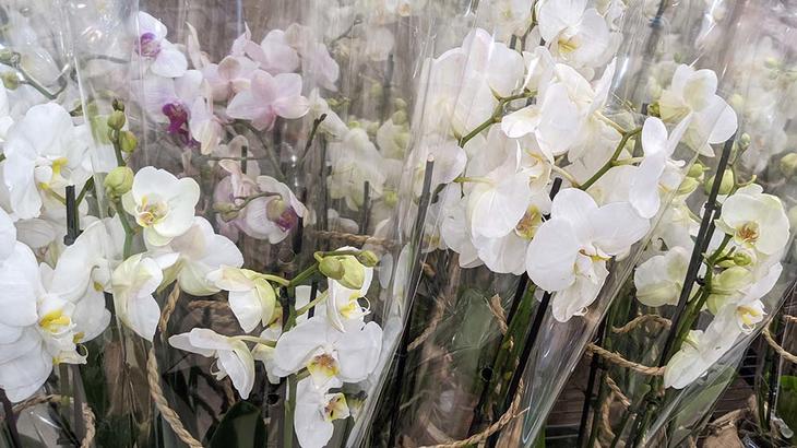 Brudeorkideer i plast, står tett i tett i en blomsterbutikk. 