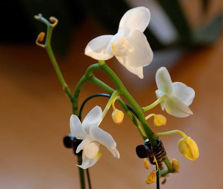 En orkidé har flere gule knopper. 