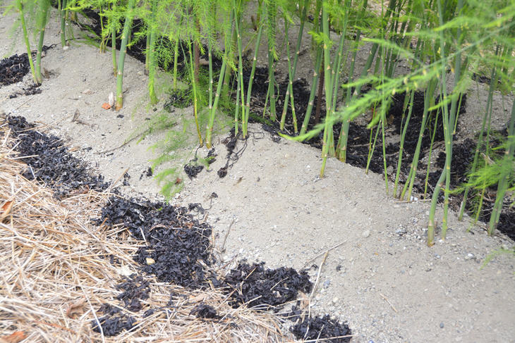Aspargesplanter i et bed av sand, med tang som jorddekke.
