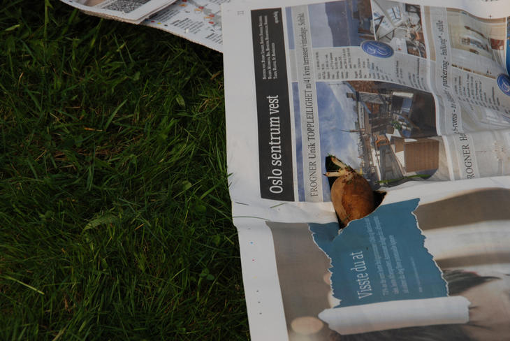 En potet stikker så vidt opp gjennom en avis.