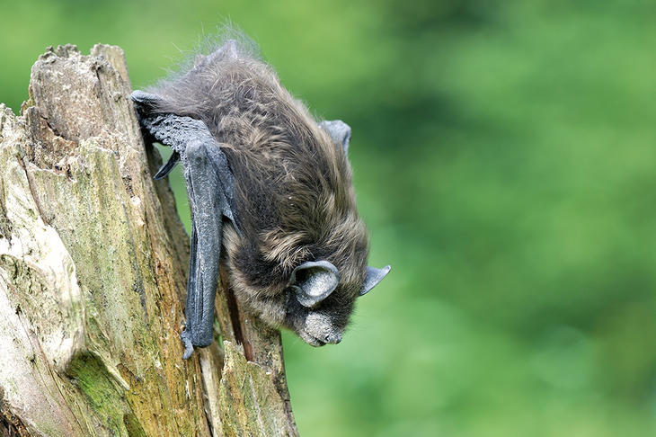 En flaggermus som sitter på en trestokk om dagen. 