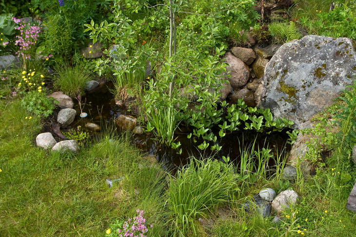 En naturlig tilplantet dam i en hage. 