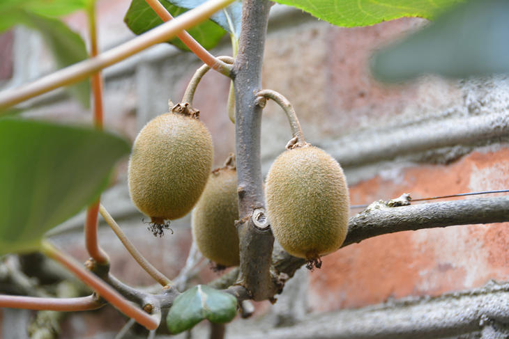 Kiwifrukt avbildet mot en vakker teglsteinsvegg