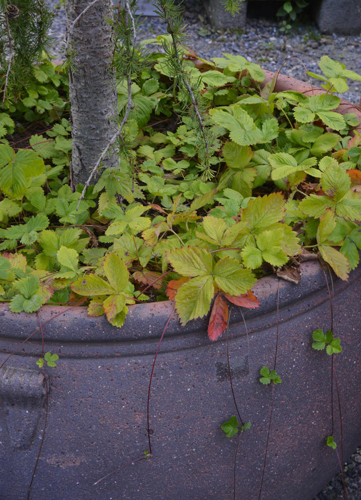 Markjordbær vokser som bunndekker i en potte med et oppstrammet lerketre.
