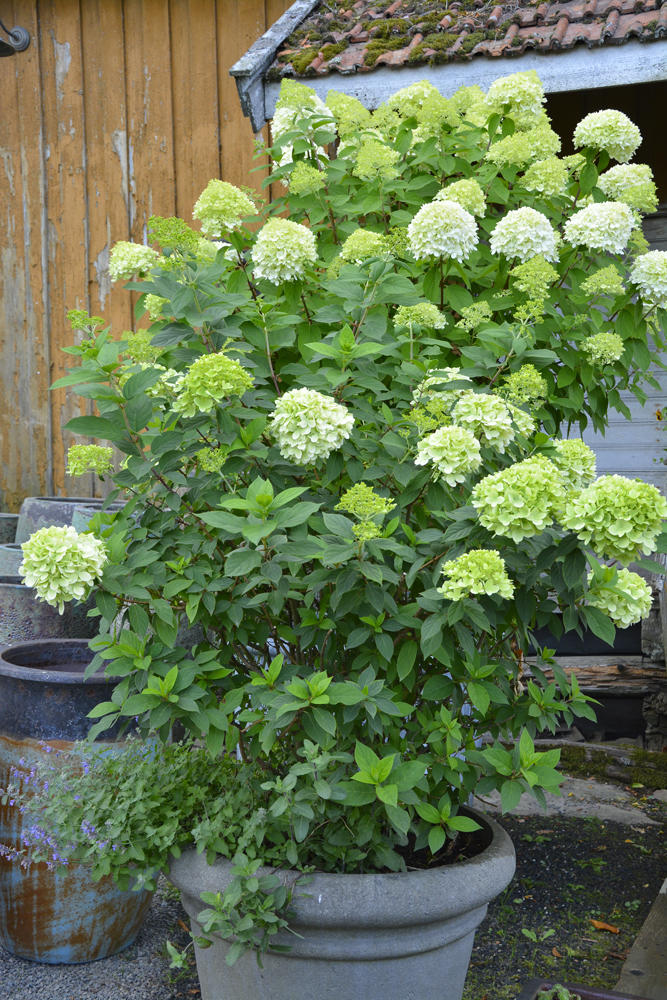 Eb hvitblomstret hortensia plantet i en grå glassfiberpotte som likner betong. 