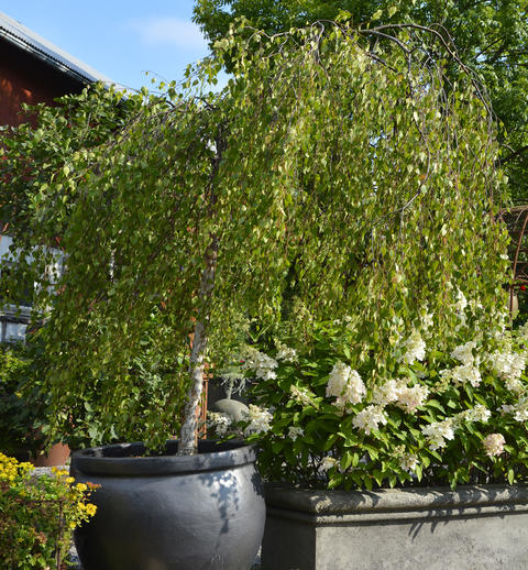 Plant flerårige stauder, busker trær, i potter - Det Norske Hageselskap