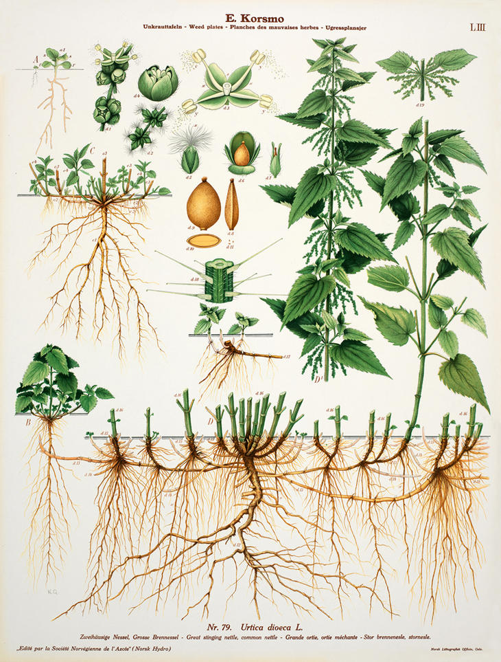En illustrert stornesle som viser planten både over og under jordoverflaten. 