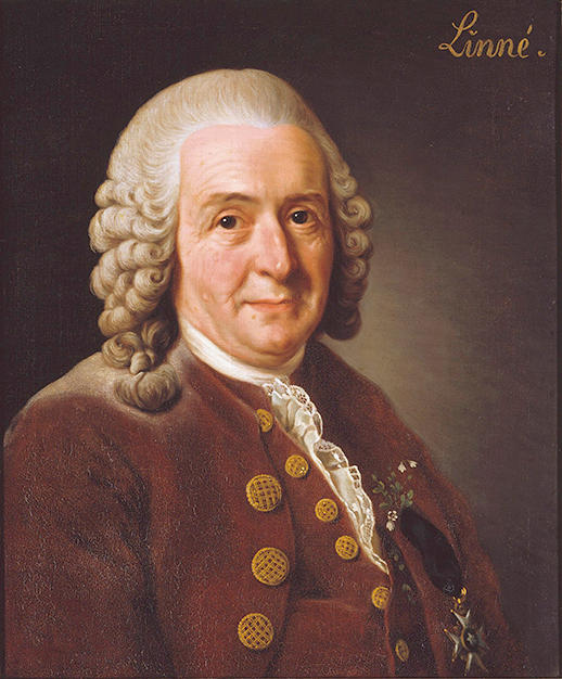 Carl von Linné, gammelt maleri. 