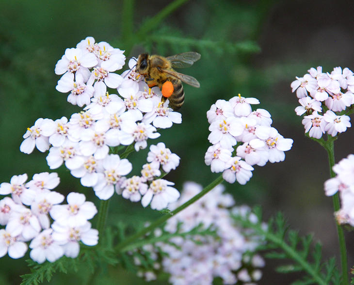 Nærbilde av rylliblomst med bie. 