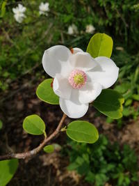 Magnolia i Tregata
