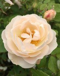Rose fra Brekkegarden