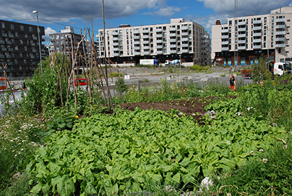 dyrking av grønnsaker i by