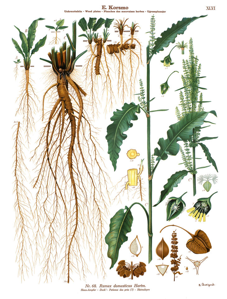 En gammel illustrasjon viser alle plantedelene til høymole i detaljer. 