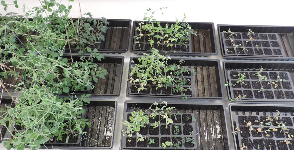 Tomatplanter ødelagt av plantevermiddelrester