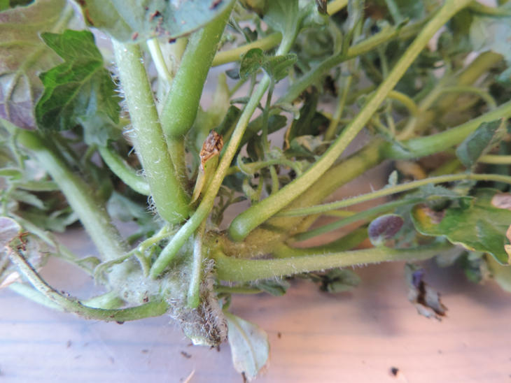 Feil forgreining på tomat etter skade av plantevernmidler
