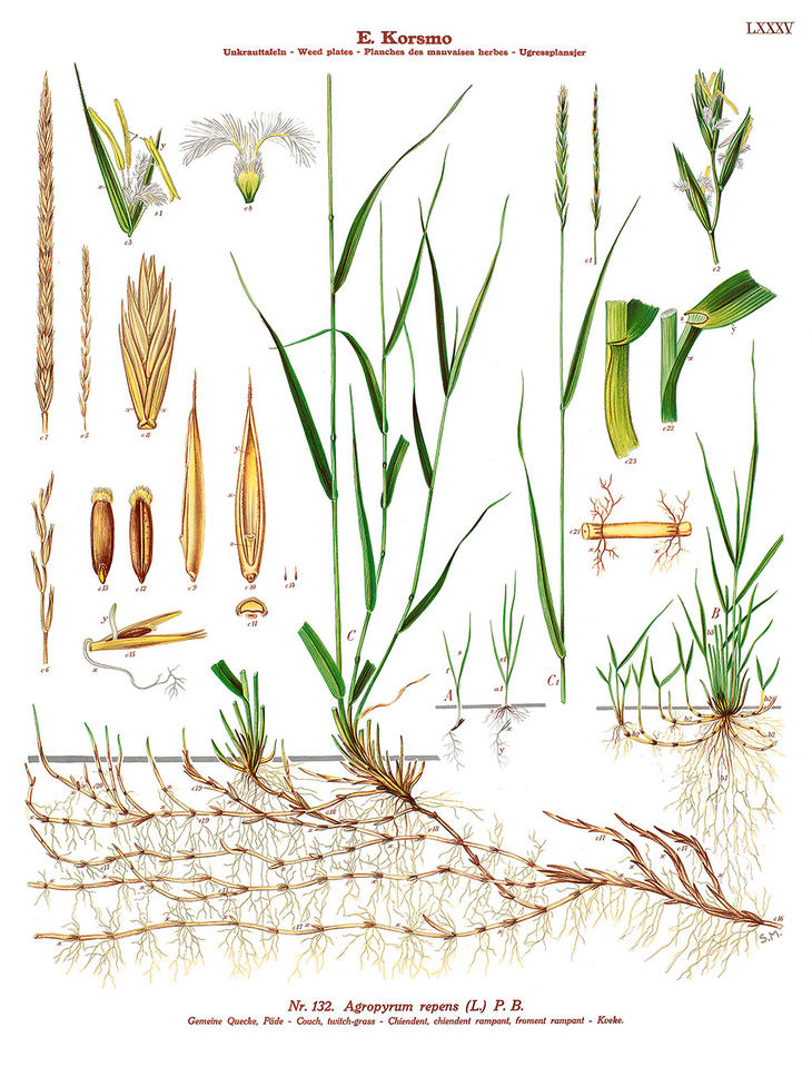 En gammel illustrert plansje som viser alle plantedeler av ugresset kveke. 