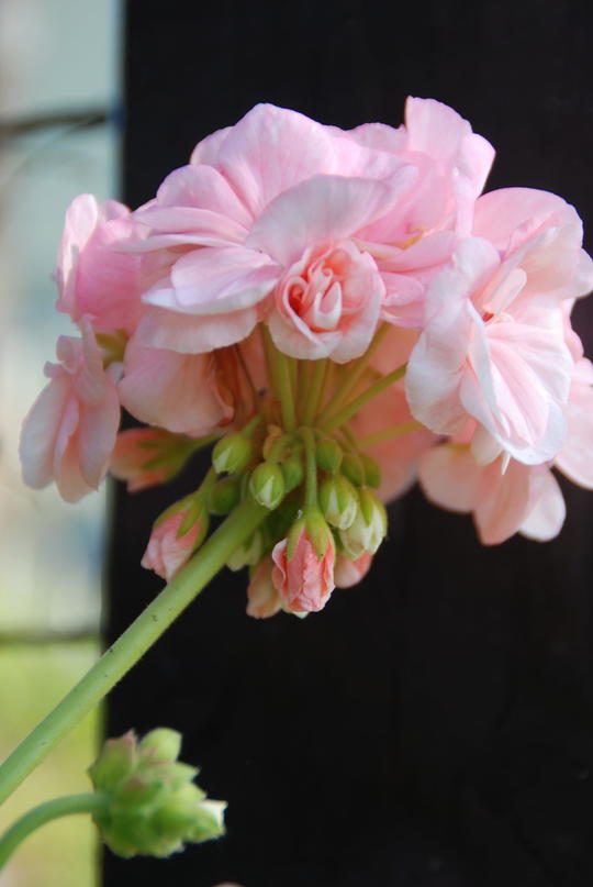 Nærbilde av en rosa pelargonia