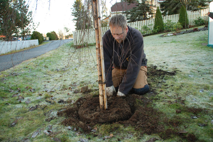En mann fyller jord rundt klumpen til et nyplantet tre. 