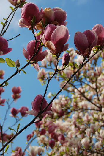 Store, rosa magnoliablomster på bar kvist. 