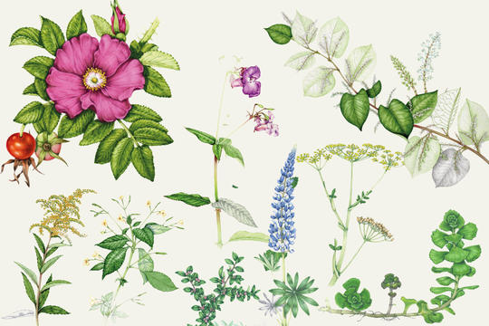 Fremmede planter illustrasjon