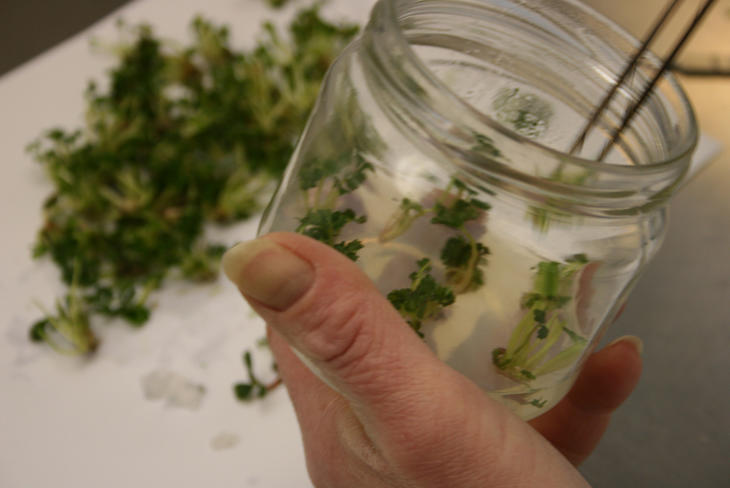 Pittesmå vevsformerte jordbærplanter i et glass på laboratorium. 