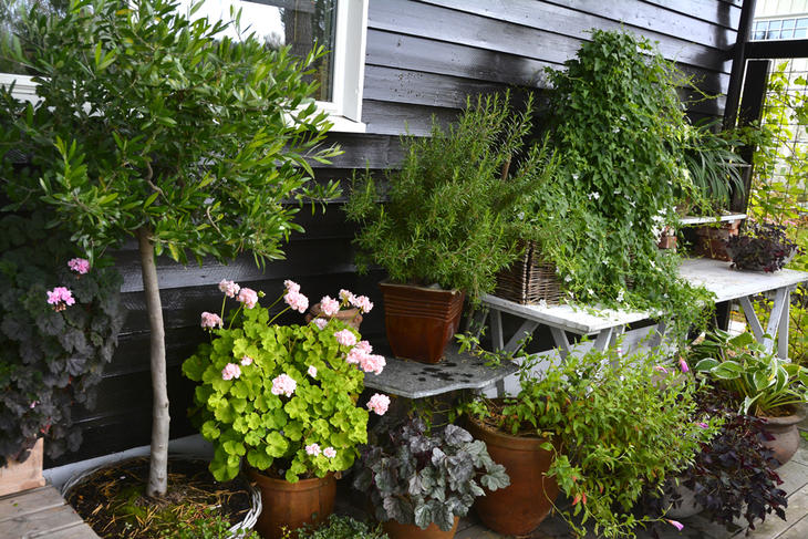 Mange utplantingsplanter, sommerblomster i potter på en terrasse om sommeren. 