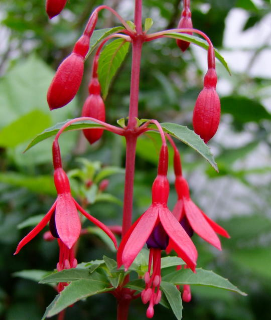 Fuchsia magellanica Riccartonii 