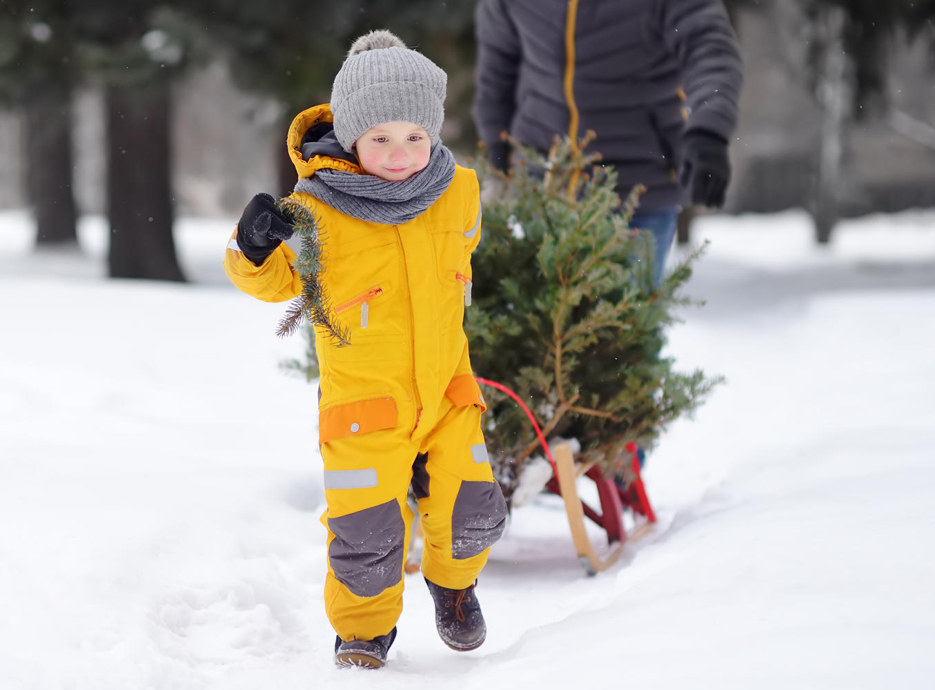 En liten gutt trekker en kjelke med juletre