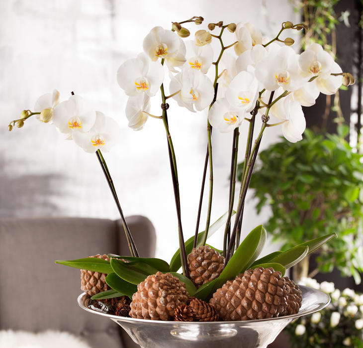 Hvit Phalaenopsis-orkidé i en sølvskål