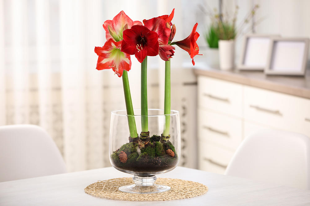 En rødblomstret amaryllis i en klar vase. Dekor av mose.
