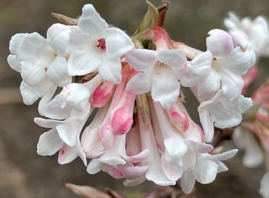 Keiserkrossved i blomst