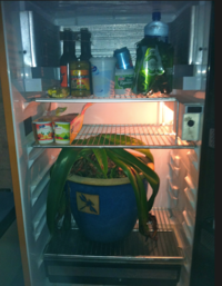 Amaryllis i kjøleskap