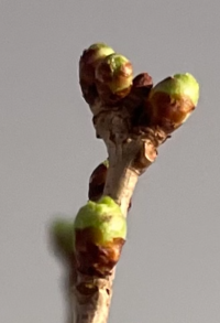 Prunus incisa 1