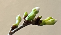 Prunus incisa 2