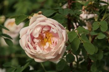 «Ola» er en gammel spinosissima-rose som inngår i @PLANTEARVEN og formeres opp i Hesleberg gartneri. Den dufter og har typisk smått bladverk og mange torner.