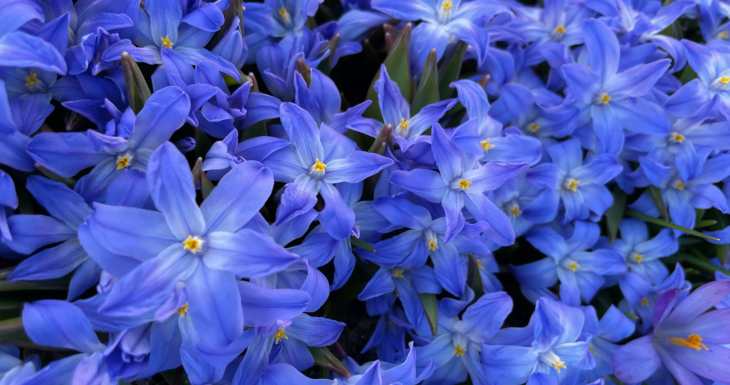 Blå blomster