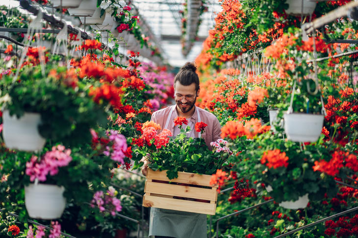 Florist arbeider med blomster i et drivhus