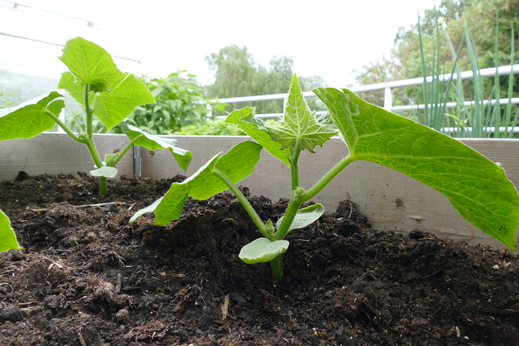 Små agurkplanter plantet i en pallekarm. 