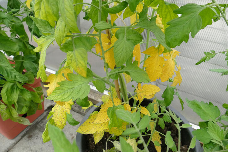 Gule blader på tomatplante