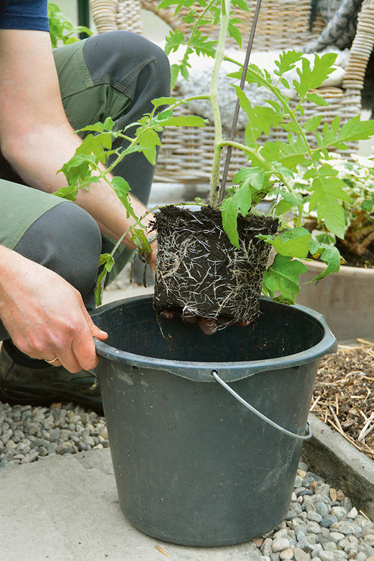 En mann planter en tomatplante i en murerbøtte