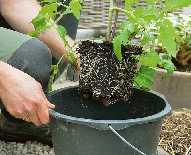 En mann planter en tomatplante i en murerbøtte. 