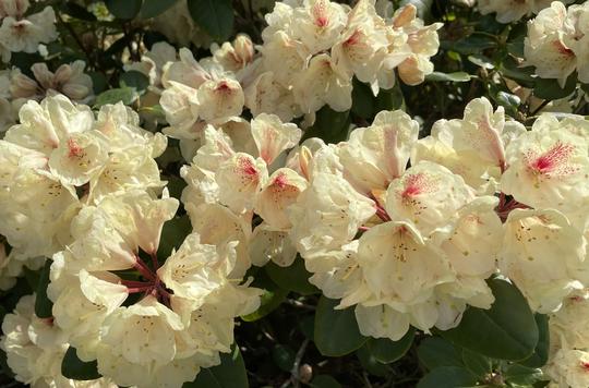 Rhododendron  Goldbukett