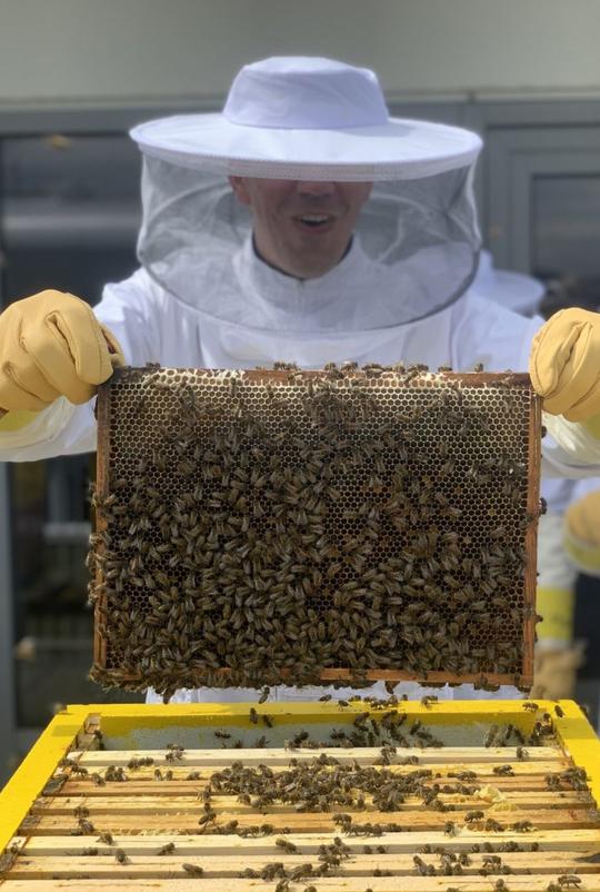 Birøkter som holder en vegg fra bikuben med bier og honning på