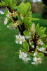 Apal-plommetre i blomst i Bergenvegen 58