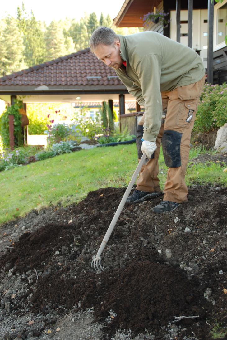 Mann krafser kompost ned i hagejord. 